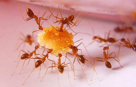 Как избавиться от рыжих муравьев в квартире, что поможет и что