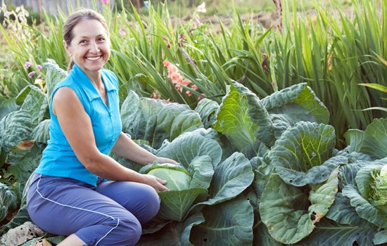 Выращиваем капусту на зависть соседям! Основы выращивания капусты: выбор посадочного материала, уход и подкормки