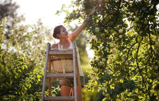 Секреты выращивания яблоневого сада от опытных садоводов. Как самостятельно вырастить яблоню: посадка, уход, обрезка, подкормка