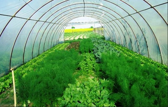 Выращивание зелени: секреты для начинающих. Все, что вы хотели знать о выращивании зелени в теплице, на грядке, на продажу