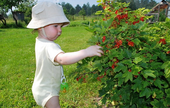 Выращивание смородины – хотите большой урожай ягоды здоровья? Выбор саженца, посадка, уход, вредители и болезни смородины