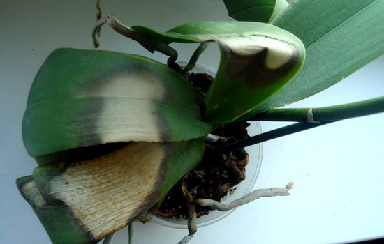 Орхидея засохла - почему и что делать? Советы тем, у кого засыхает орхидея и кто не знает, почему это происходит