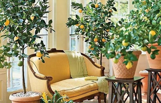 Лимон домашний – как ухаживать за цитрусом, чтобы получить заветный урожай: советы с фото. Выбор сорта и особенности выращивания домашнего лимона