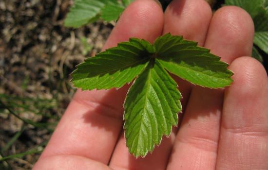 Применение листьев земляники: лечебные свойства растения. Какие у листьев земляники противопоказания и побочные эффекты