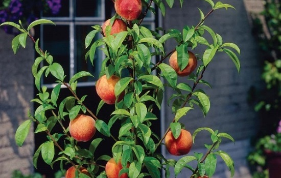 Как вырастить персик из косточки дома: три действенных способа. Выбор сорта и уход за персиком, для получения прекрасного урожая