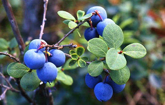 Голубика: полезные свойства синей ягоды. Какие у голубики противопоказания, когда ее употреблять не рекомендуется