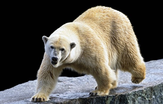 К чему снится белый медведь: что говорят сонники Миллера, Ванги, Нострадамуса и Фрейда и другие. Толкование снов о белом медведе