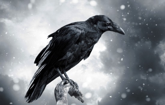 К чему снится чёрный ворон и нужно ли этого бояться? Основные толкования: к чему снится чёрный ворон