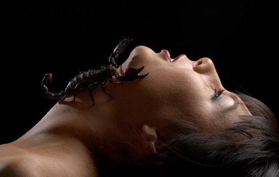 К чему снятся скорпионы, большие или маленькие? Основные толкования к чему снится скорпион живой или нарисованный, тату скорпион
