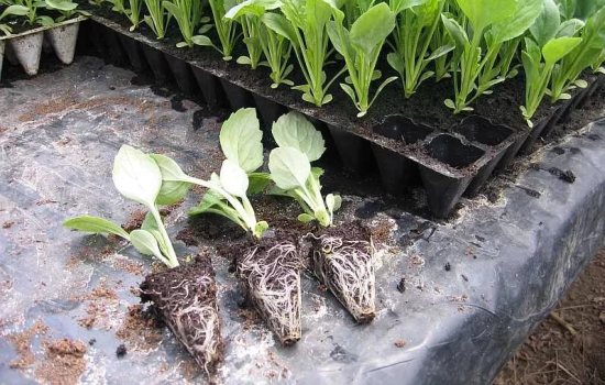 Когда сеять семена белокочанной капусты на рассаду? Посадка белокочанной капусты на рассаду: сроки и способы посева
