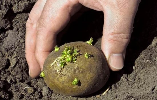 Посадка картофеля клубнями на приусадебном участке. Выбор подходящего способа выращивания картофеля клубнями и уход за ним