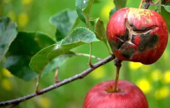 Как бороться с паршой на яблоне, что это за болезнь, способы лечения парши. Что делать, если появилась парша на яблоне, профилактика