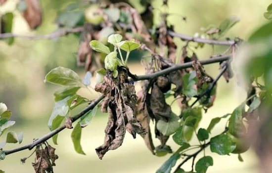 Почему чернеют листья на груше: три основных причины недуга. Что делать, если почернели листья на груше: все доступные способы борьбы