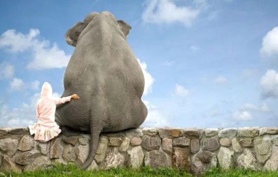 К чему снится слон, разговаривать со слоном, увидеть слона в неожиданном месте? Основные толкования - к чему снится слон или слонёнок