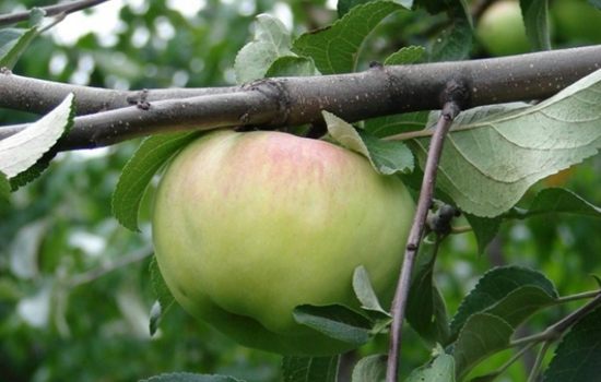 Сорт яблони Богатырь – описание, посадка саженца. Как получить хороший урожай позднеспелой яблони Богатырь на приусадебном участке