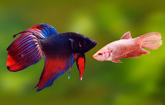 Рыбка-петушок: как отличить самца от самки. Особенности рыбки-петушка, уход, кормление, условия размножения в неволе