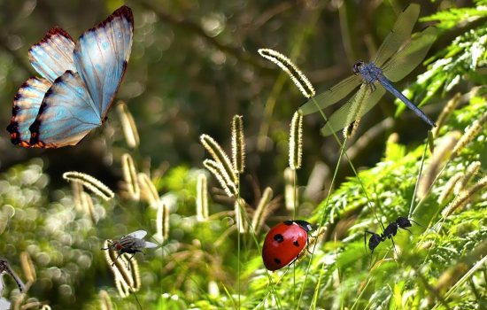 К чему снятся насекомые: красивые или кусающие во сне? Основные толкования разных сонников к чему снятся насекомые?