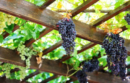 Особенности неукрывных сортов винограда в Подмосковье. Характеристики лучших сортов неукрывного винограда для Подмосковья