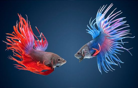 Рыбка-петушок: уход и содержание в домашнем аквариуме. Как ухаживать за рыбками-петушками правильно, чем кормить