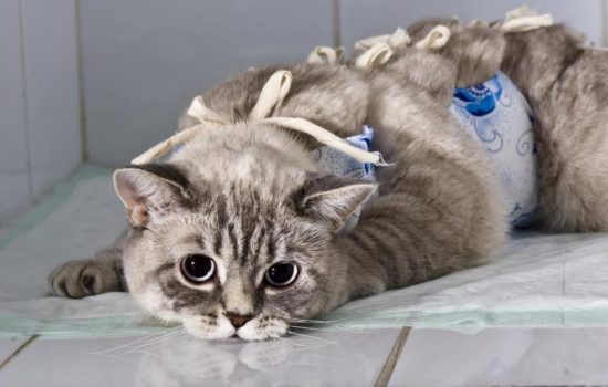 Стерилизация кошки: уход после операции. Как помочь кошке после операции по стерилизации: перевозка, питание, обработка ран