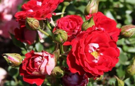 Миниатюрная роза «Дик Дик»: описание, достоинства сорта. Выращивание роз сорта «Дик Дик» в горшке и в открытом грунте