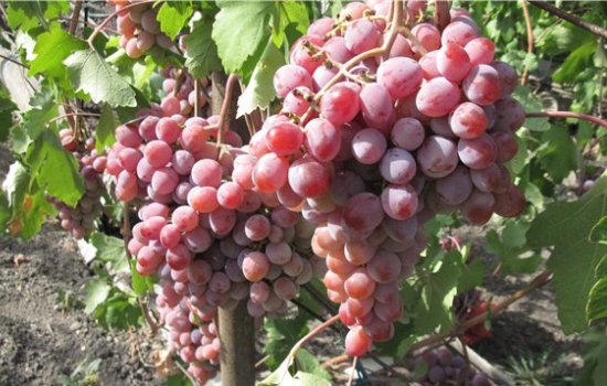 Виноград «Атаман»: характеристики и назначение. Что нужно учесть при посадке винограда «Атаман», как правильно ухаживать за этим сортом