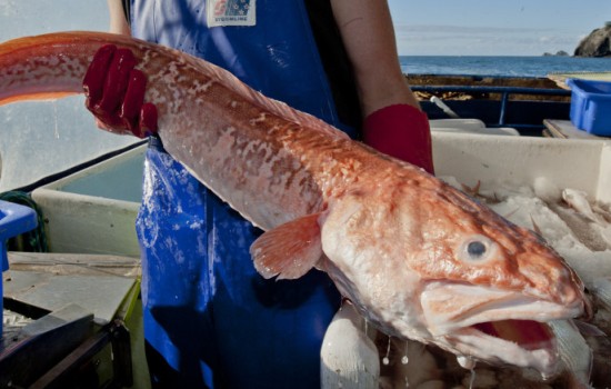 Польза и вред рыбы конгрио. Что мы знаем о составе, способах приготовления, пользе и вреде рыбы конгрио?