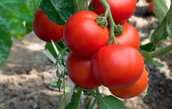 Подборка невысоких сортов томатов для открытого грунта: фото, описание. Низкорослые сорта томатов для неотапливаемых теплиц
