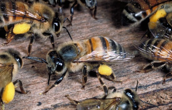 К чему снятся пчелы, укус пчелы или пчелиный рой? Основные толкования разных сонников - к чему снятся пчёлы
