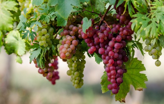 Высокоурожайный виноград «Гурман»: описание и разновидности гибрида. Тонкости посадки винограда «Гурман» и уход за сортом