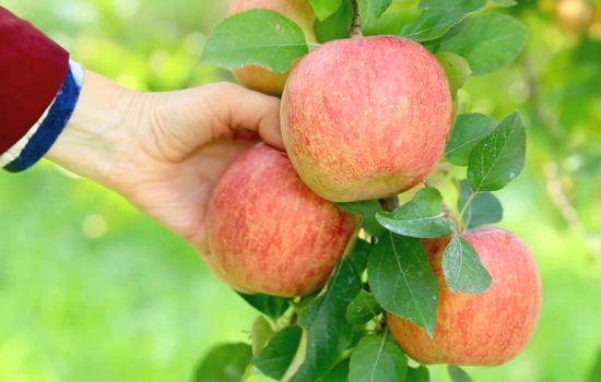 Лучшие сорта яблонь в кратком обозрении. Основные характеристики лучших сезонных сортов яблонь