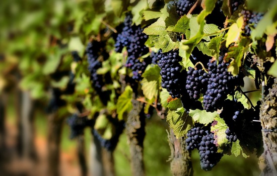 Все о пользе черного винограда и особенностях его употребления. Чем обернется добавление винограда в повседневный и диетический рацион