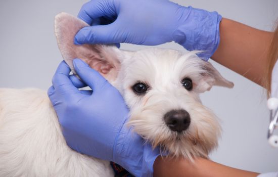 Почему собака часто трясет ушами, что делать, как помочь питомцу. Симптоматика заболевания и способы лечения