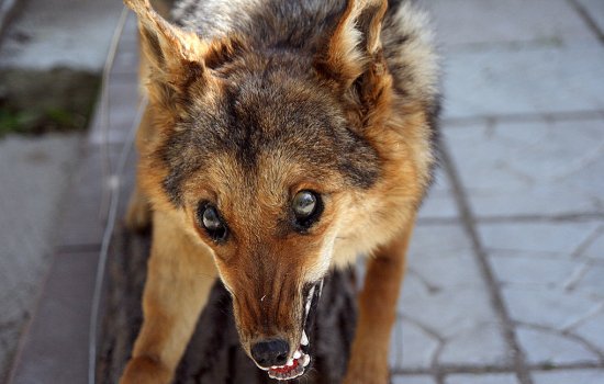 Бешенство у собак: как определить болезнь у животного? Симптомы различных форм заболевания, которое не лечится