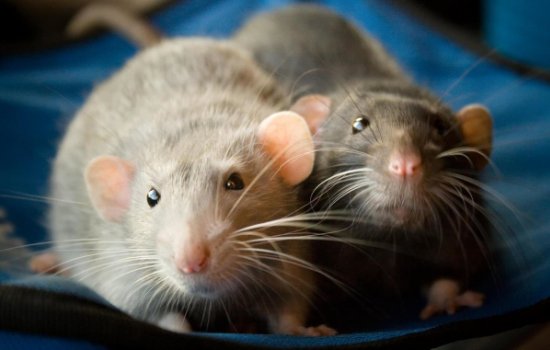 Домашняя крыса – друг человека? Виды и особенности содержания декоративных крыс дома, полезная информация о размножении зверьков