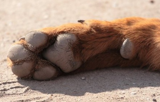 Пятые пальцы у щенков на задних лапах: стоит ли их удалять? Как происходит удаление
