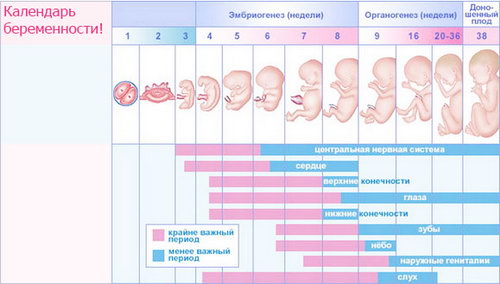 Календарь беременности - узнайте, как развивается
