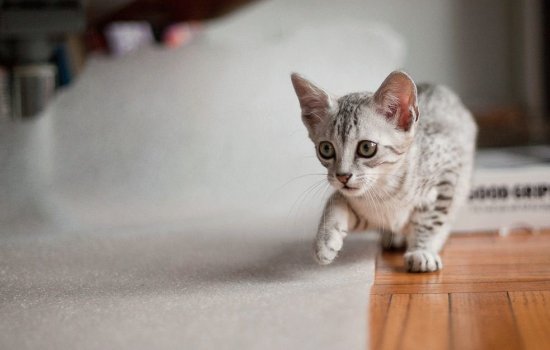 Особенности породы кошек Египетский мау. Красивый, непоседливый, хитрый и ласковый