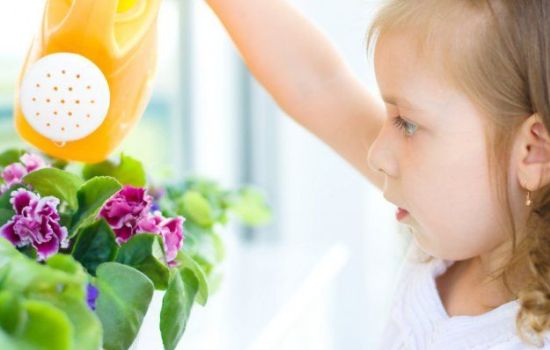Фиалки в домашних условиях: как добиться пышного цветения? Болезни и вредители фиалок