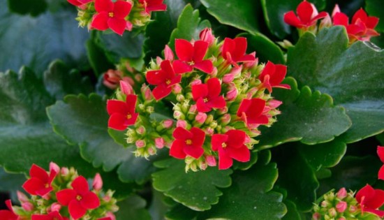 Как ухаживать за комнатным каланхоэ, чтобы вырастить цветок с крупными листьями: особенности полива. Почему не цветет каланхоэ?