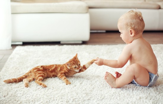 Малыш и кошка: воспитание любовью. Как подготовиться к появлению ребенка, если в доме уже живет кот, чтобы все были здоровы и счастливы