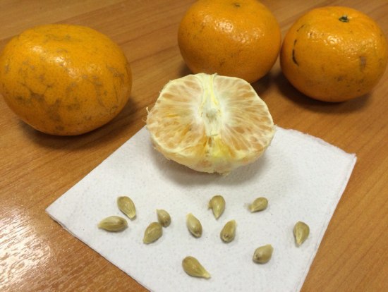 Домашний мандарин из косточки: посадка и уход. Сколько придется ждать плодов от мандарина посаженного косточкой?