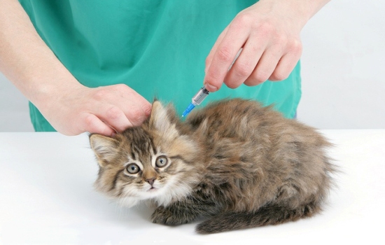 Вакцинация поможет защитить кошку от болезней? Какие прививки и когда нужны котенку, как их делают (видео)