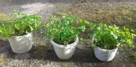Зелень на подоконнике: будет ли расти, если ее пересадить с грядки? Как выращивать в домашних условиях петрушку, кинзу, шпинат и укроп