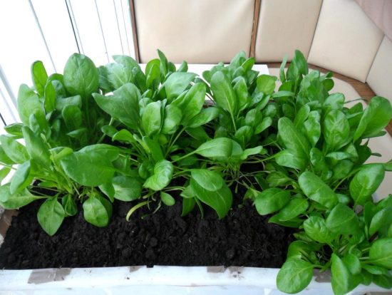 Зелень на подоконнике: будет ли расти, если ее пересадить с грядки? Как выращивать в домашних условиях петрушку, кинзу, шпинат и укроп