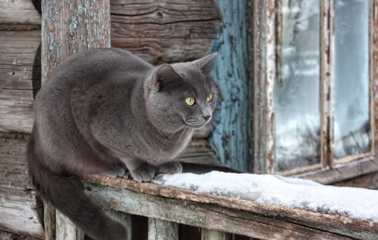 Кошка в доме: приметы и суеверия