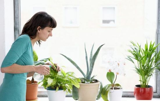Простые комнатные растения защищают от простуды и гриппа