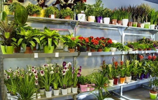 Как адаптировать дома цветы из супермаркета