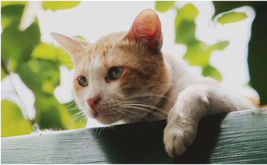 Продолжительность жизни кошки: стадии жизни, что влияет продолжительность жизни, признаки старения