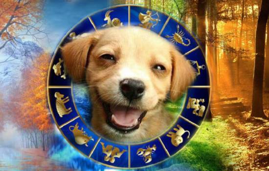 Собачий гороскоп: дата рождения щенка поможет понять, каким он вырастет